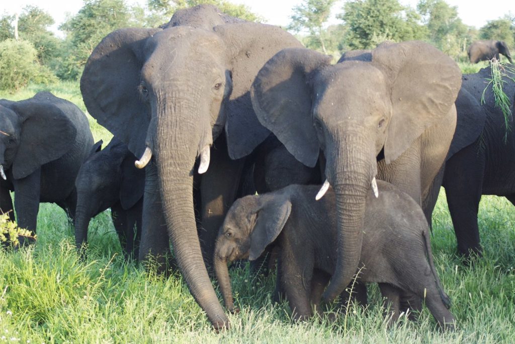 celebrating good deeds August 2019 elephant gin wildlife conservation