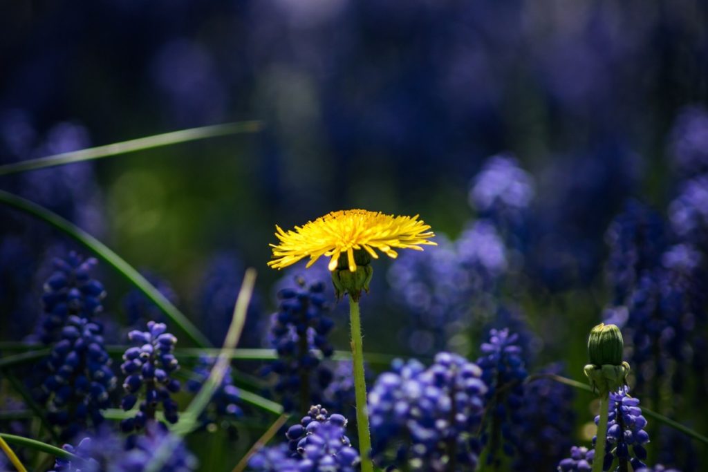 What is the symbolic meaning of dandelions?