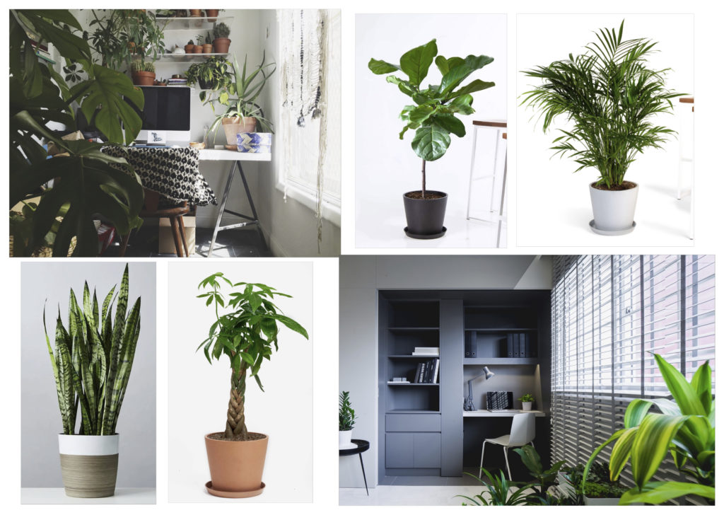 best luxury home office plants