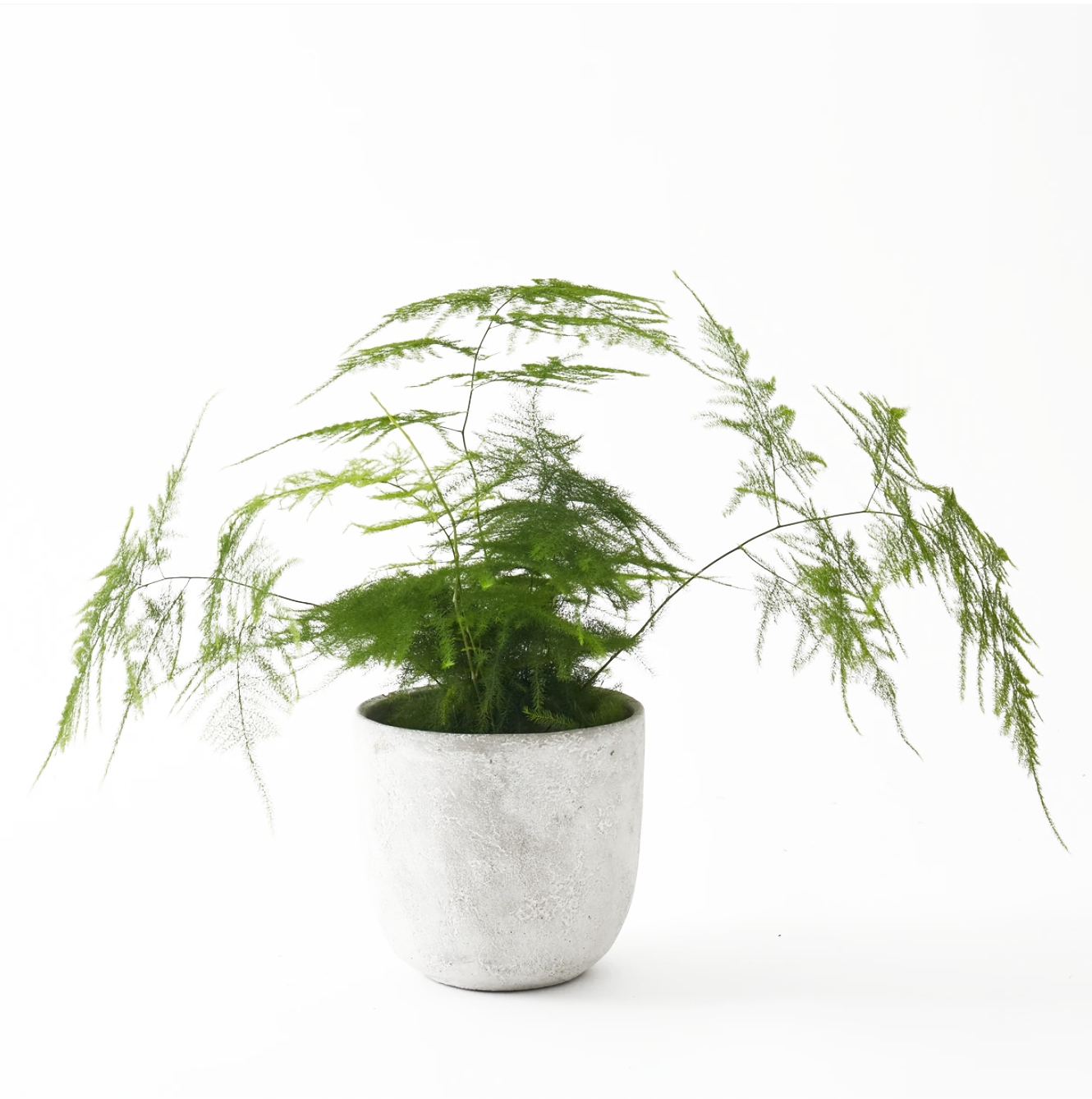 luxury gift guide plants