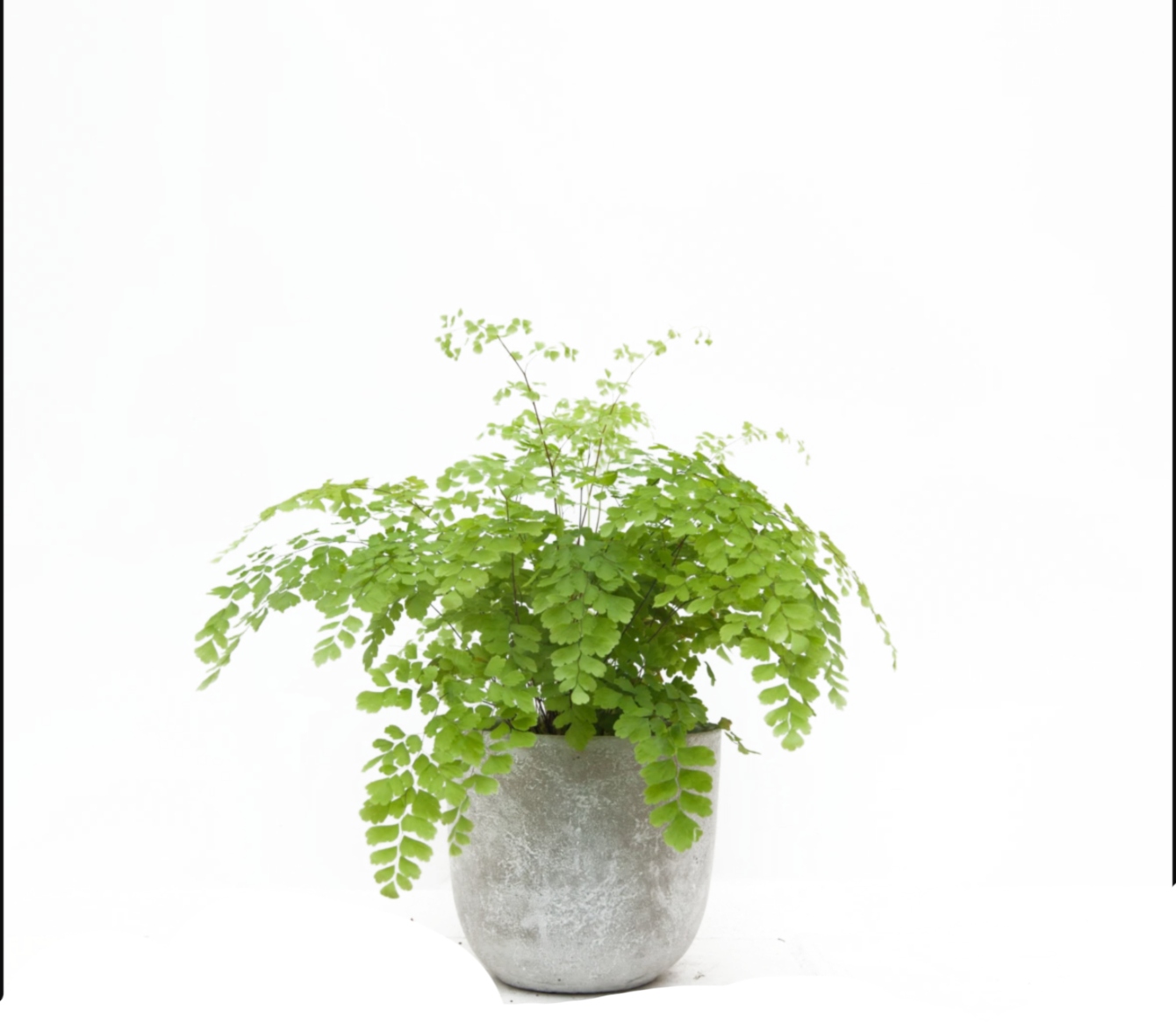 Our luxury gift guide for plants and other greenery