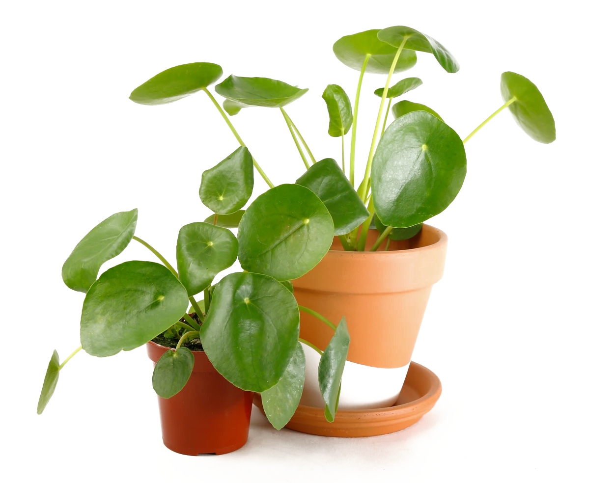 luxury gift guide plants