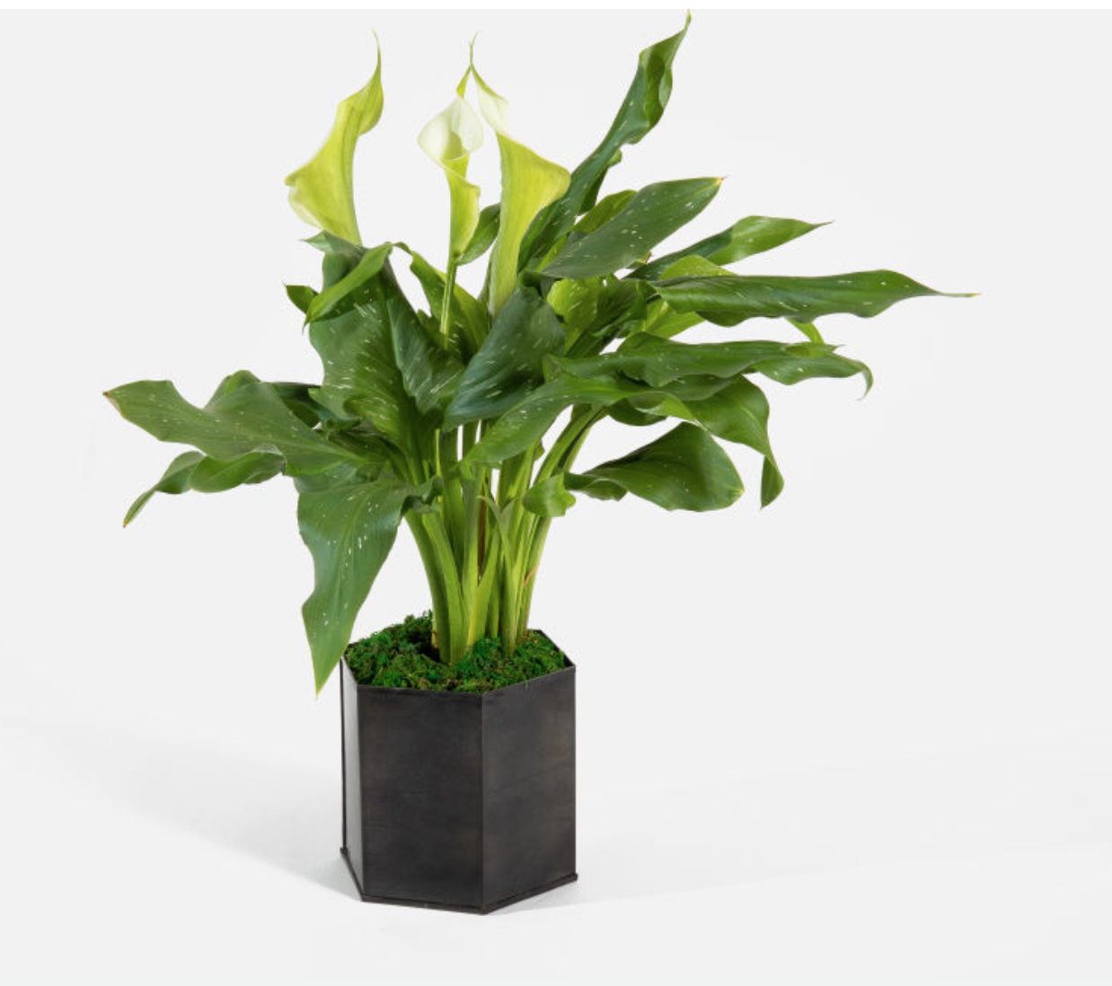 Our luxury gift guide of the best plants and greenery