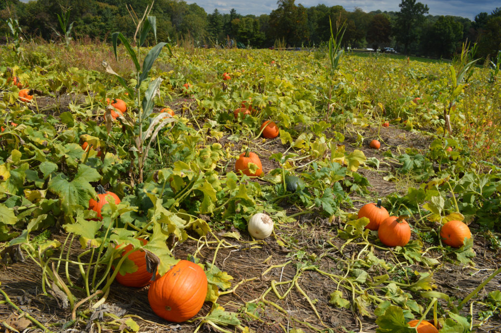 best places apple-picking