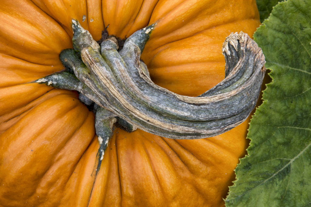 where to go pumpkin-picking this fall