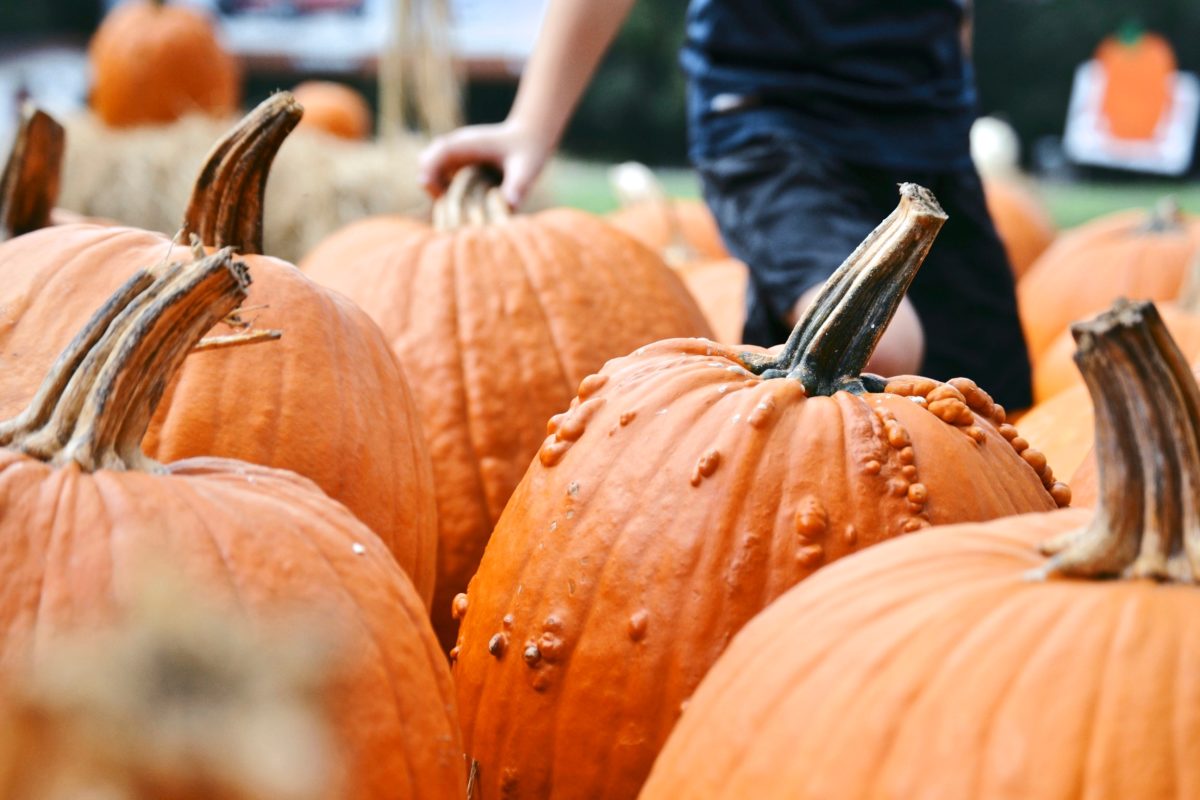 Where are the best places to go pumpkin picking this fall?