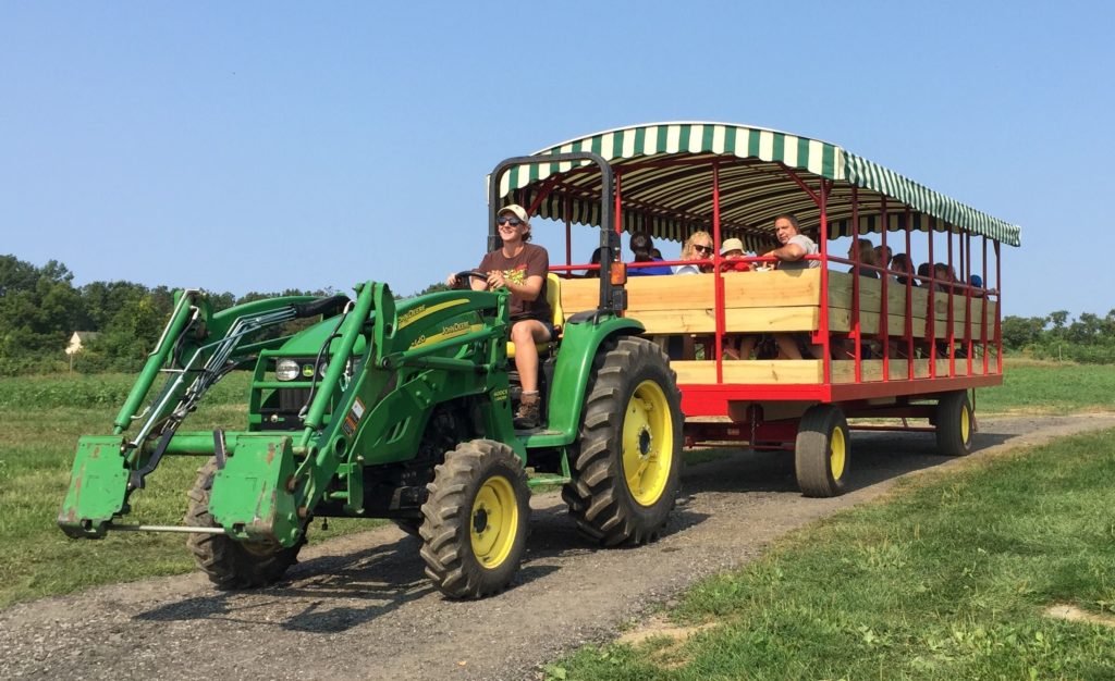 where to go pumpkin-picking this fall