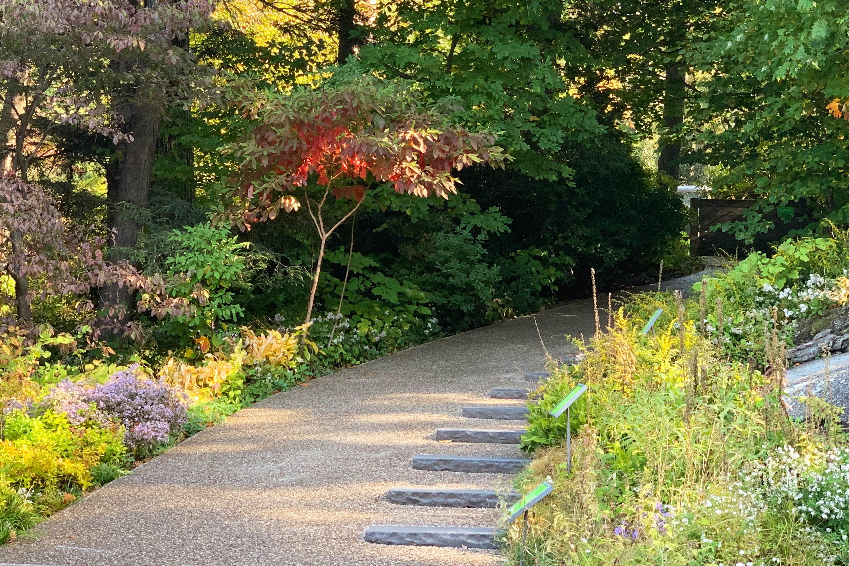 New York Botanical Garden fall foliage 2020