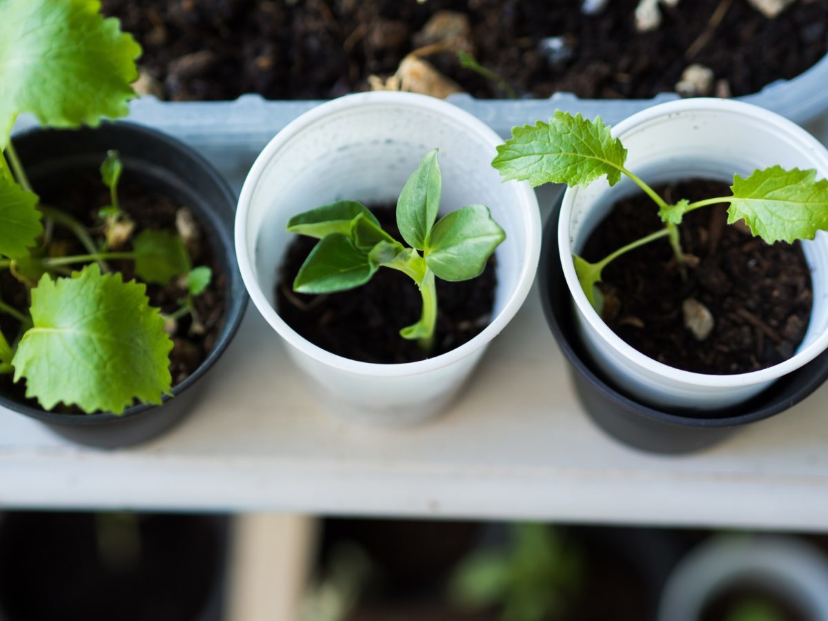 the best ways to grow your own herb and vegetable COVID-19 Victory Garden right now