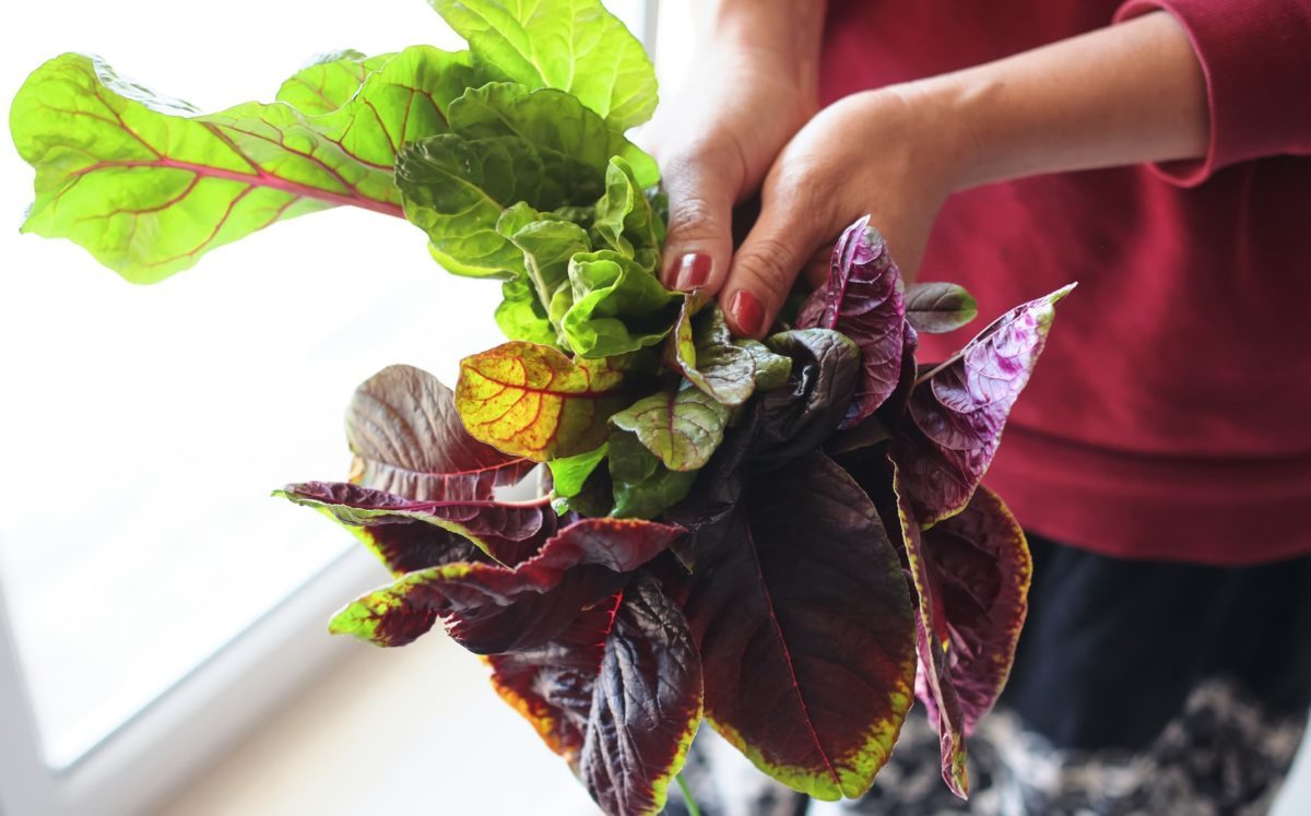 The Best Ways to Grow Your Food in a New Victory Garden