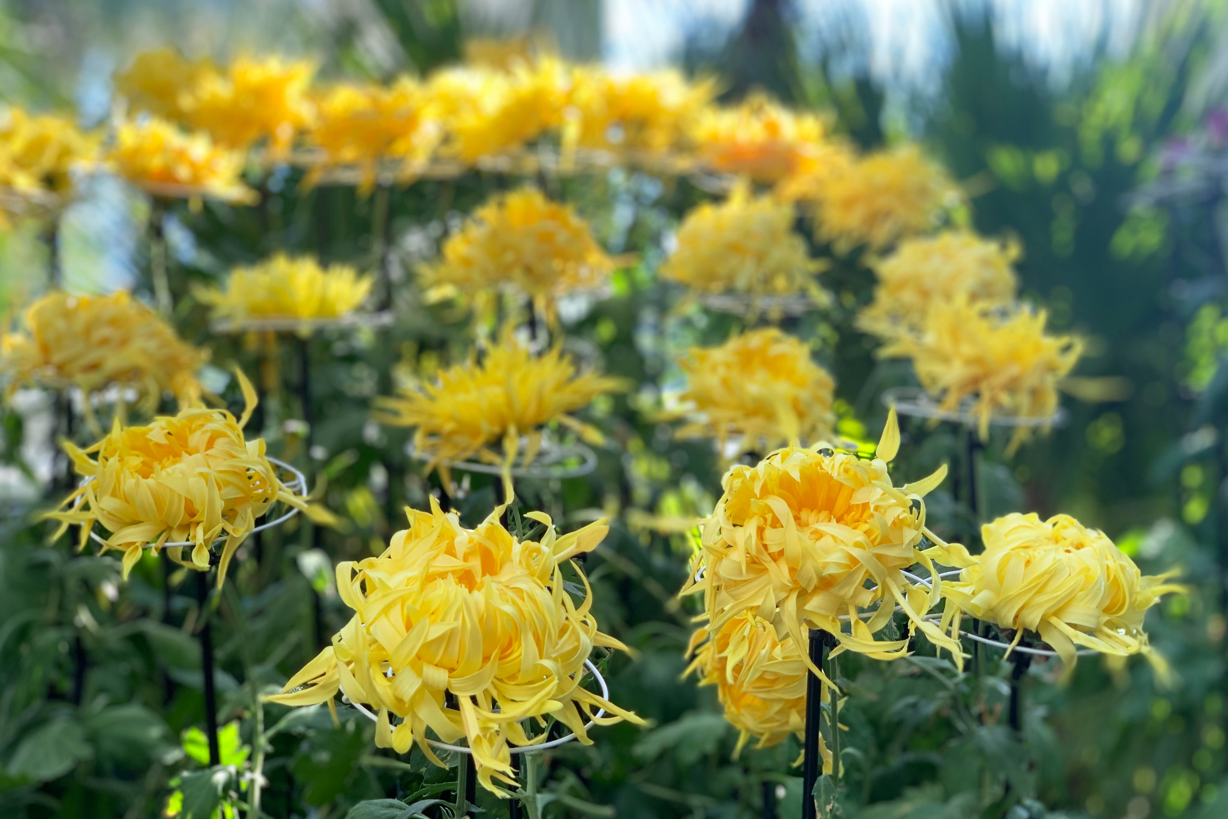 New York Botanical Garden kiku chrysanthemum display 2020