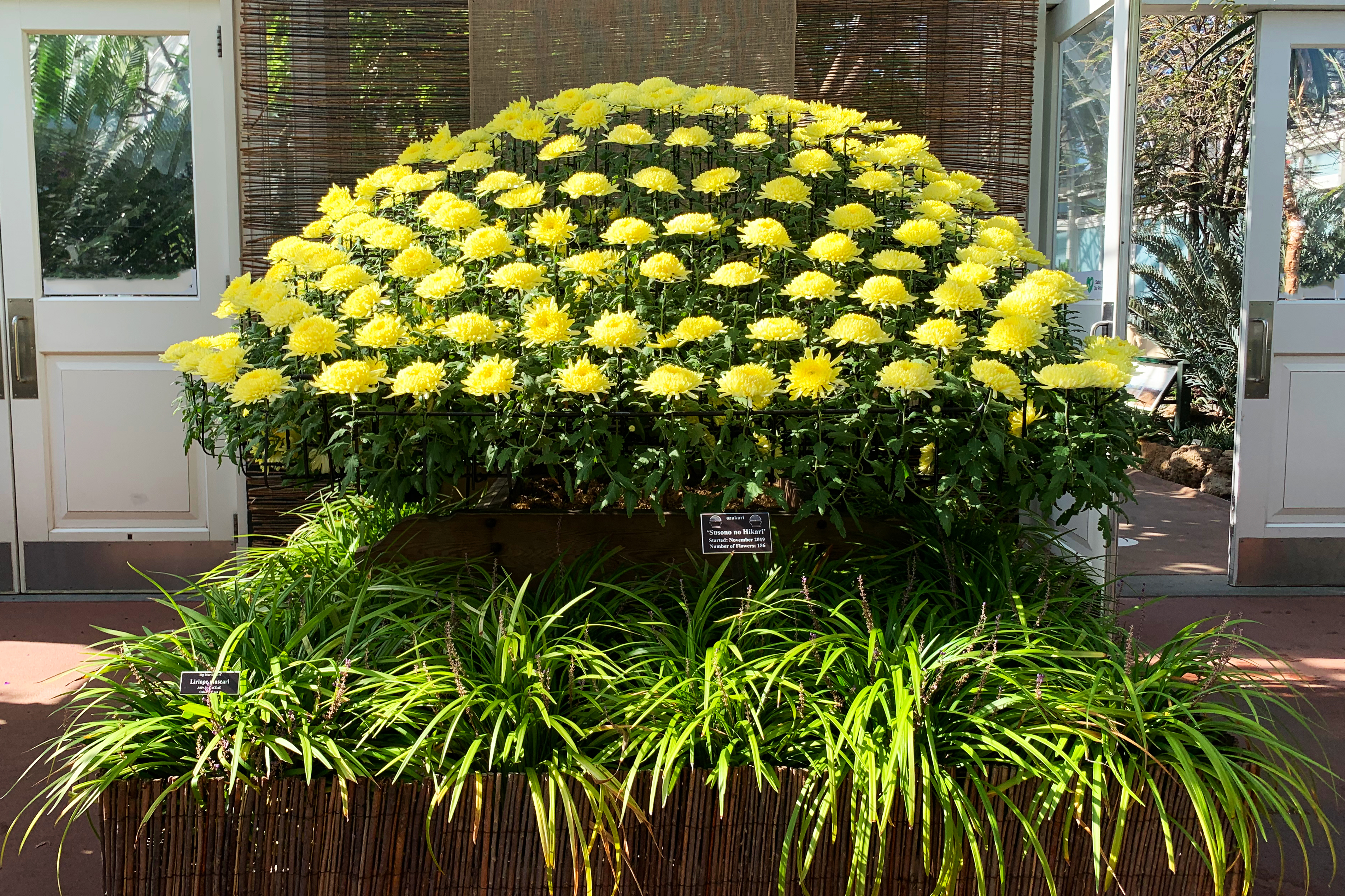 New York Botanical Garden fall kiku chrysanthemum display 