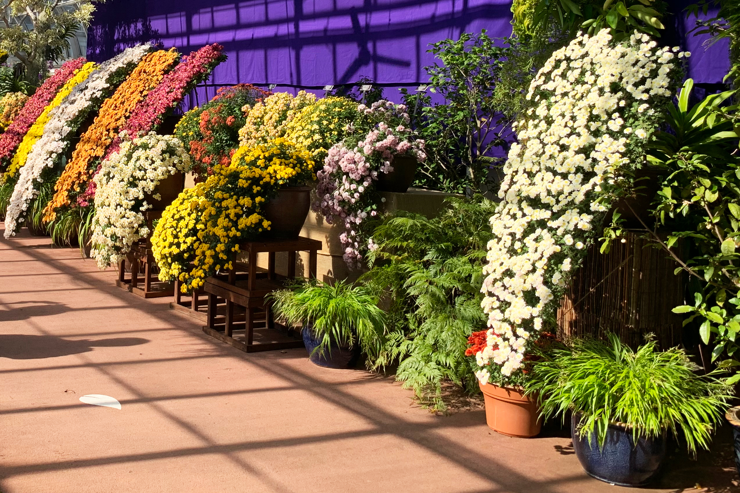 New York Botanical Garden fall kiku chrysanthemum display 2020